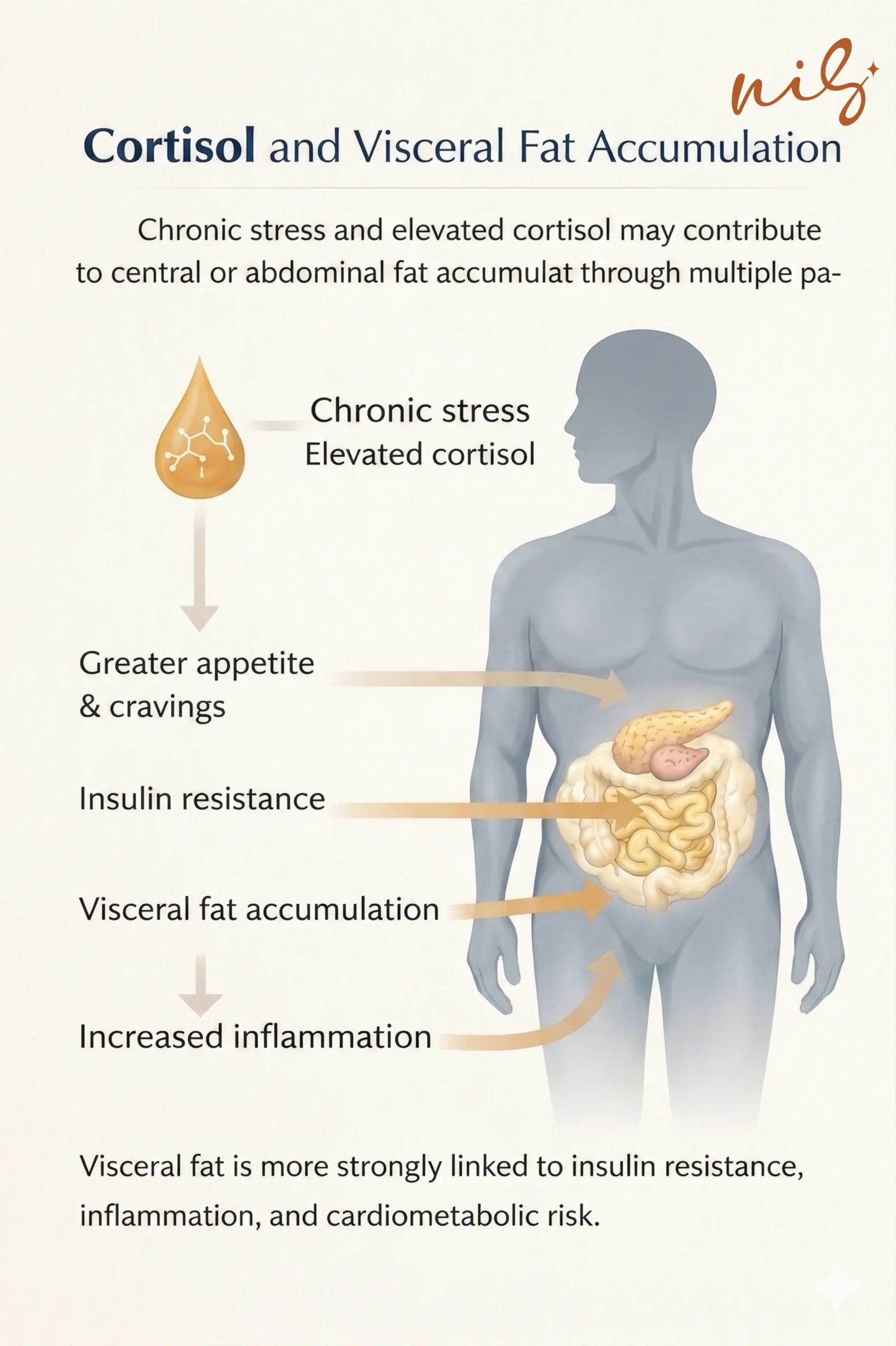 Cortisol and visceral fat accumulation infographic showing how chronic stress can affect appetite, insulin resistance, inflammation, and abdominal fat.