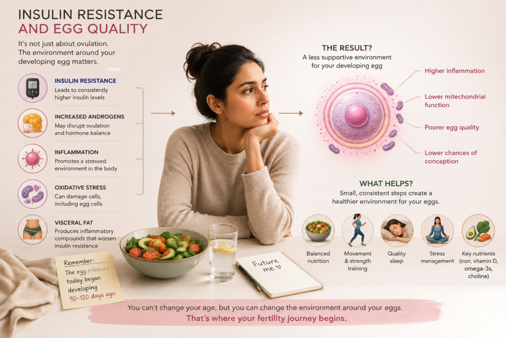 Infographic showing how insulin resistance may affect egg quality through higher insulin, inflammation, oxidative stress, visceral fat and changes in the environment around a developing egg.